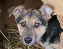 NERO, Hund, Mischlingshund in Öpfingen - Bild 5