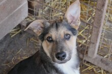 NERO, Hund, Mischlingshund in Öpfingen - Bild 6