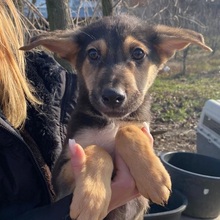 NERO, Hund, Mischlingshund in Öpfingen - Bild 8