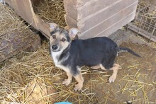 NERO, Hund, Mischlingshund in Öpfingen - Bild 9
