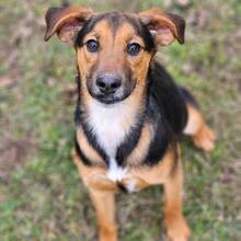 GUSTL, Hund, Mischlingshund in Ungarn - Bild 2