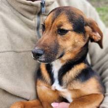 GUSTL, Hund, Mischlingshund in Ungarn - Bild 3