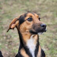 GUSTL, Hund, Mischlingshund in Ungarn - Bild 4