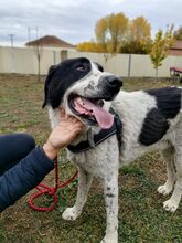 SPACE, Hund, Mischlingshund in Griechenland - Bild 2