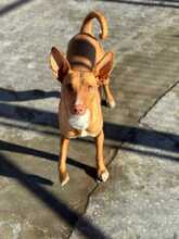 CANELA, Hund, Podenco in Spanien - Bild 3