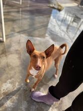 CANELA, Hund, Podenco in Spanien - Bild 4