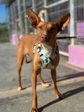 CANELA, Hund, Podenco in Spanien - Bild 5