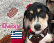 DAISY, Hund, Griechische Bracke in Griechenland - Bild 1