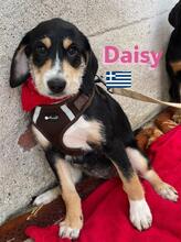 DAISY, Hund, Griechische Bracke in Griechenland - Bild 2