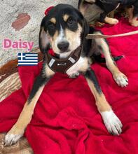 DAISY, Hund, Griechische Bracke in Griechenland - Bild 3