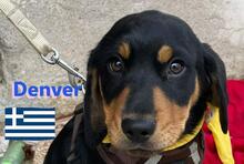 DENVER, Hund, Griechische Bracke in Griechenland - Bild 1