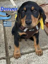 DENVER, Hund, Griechische Bracke in Griechenland - Bild 3