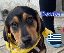 DEXTER, Hund, Griechische Bracke in Griechenland - Bild 1