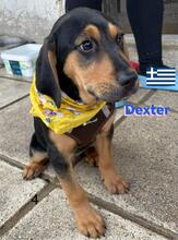 DEXTER, Hund, Griechische Bracke in Griechenland - Bild 2