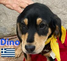 DINO, Hund, Griechische Bracke in Griechenland - Bild 1