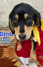 DINO, Hund, Griechische Bracke in Griechenland - Bild 2