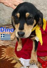 DINO, Hund, Griechische Bracke in Griechenland - Bild 3