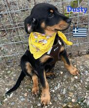 DUSTY, Hund, Griechische Bracke in Griechenland - Bild 2