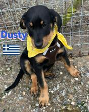 DUSTY, Hund, Griechische Bracke in Griechenland - Bild 3