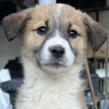 EMMAELFRIEDE, Hund, Mischlingshund in Griechenland - Bild 1