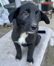 RIA, Hund, Mischlingshund in Griechenland - Bild 11