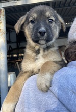 FIONAARYA, Hund, Mischlingshund in Euskirchen - Bild 3