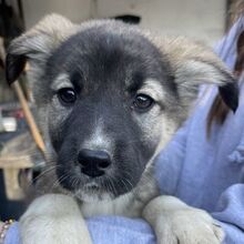 PERLA, Hund, Mischlingshund in Griechenland - Bild 1