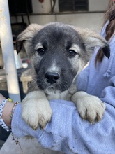 PERLA, Hund, Mischlingshund in Griechenland - Bild 3