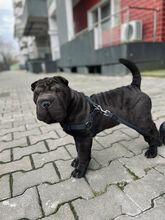 COFFEE, Hund, Shar Pei in Rumänien - Bild 1