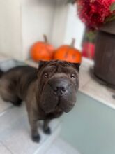 COFFEE, Hund, Shar Pei in Rumänien - Bild 10