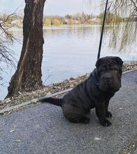 COFFEE, Hund, Shar Pei in Rumänien - Bild 2