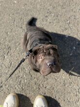 COFFEE, Hund, Shar Pei in Rumänien - Bild 3