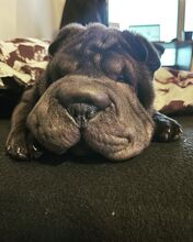 COFFEE, Hund, Shar Pei in Rumänien - Bild 4