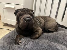 COFFEE, Hund, Shar Pei in Rumänien - Bild 5