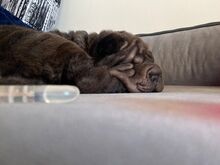 COFFEE, Hund, Shar Pei in Rumänien - Bild 6