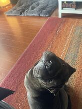 COFFEE, Hund, Shar Pei in Rumänien - Bild 7