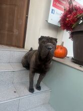 COFFEE, Hund, Shar Pei in Rumänien - Bild 9