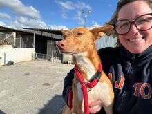 PEDRO, Hund, Podenco in Spanien - Bild 1