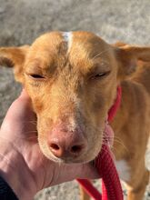 PEDRO, Hund, Podenco in Spanien - Bild 2