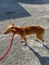 PEDRO, Hund, Podenco in Spanien - Bild 5