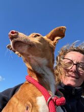 PEDRO, Hund, Podenco in Spanien - Bild 7