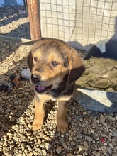 ANNI, Hund, Mischlingshund in Lohheide, gemfr. Bezirk - Bild 10