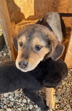 ANNI, Hund, Mischlingshund in Lohheide, gemfr. Bezirk - Bild 11