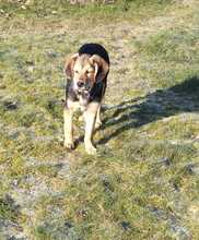 ANNI, Hund, Mischlingshund in Lohheide, gemfr. Bezirk - Bild 4