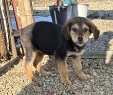 ANNI, Hund, Mischlingshund in Lohheide, gemfr. Bezirk - Bild 6