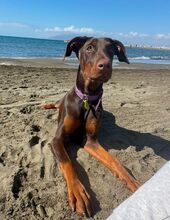 CANELA, Hund, Dobermann in Spanien