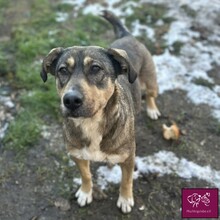 BROWN, Hund, Mischlingshund in Rumänien - Bild 1