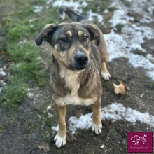 BROWN, Hund, Mischlingshund in Rumänien - Bild 2