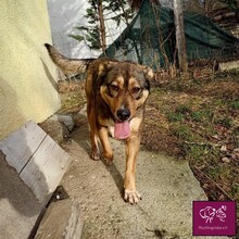 BROWN, Hund, Mischlingshund in Rumänien - Bild 3