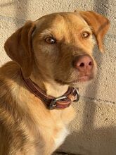 CARAMELO, Hund, Labrador-Mix in Spanien - Bild 1